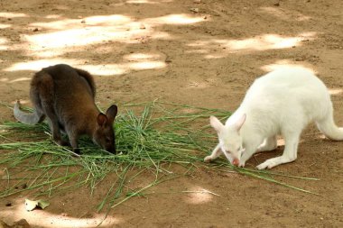 Hayvanat bahçesinde kanguru