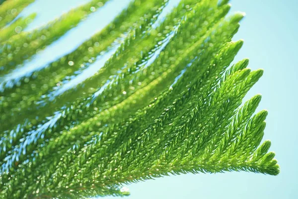 doğada çam yaprakları