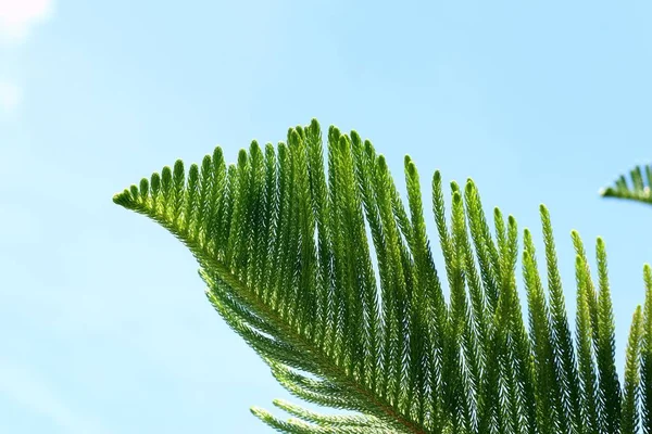 doğada çam yaprakları