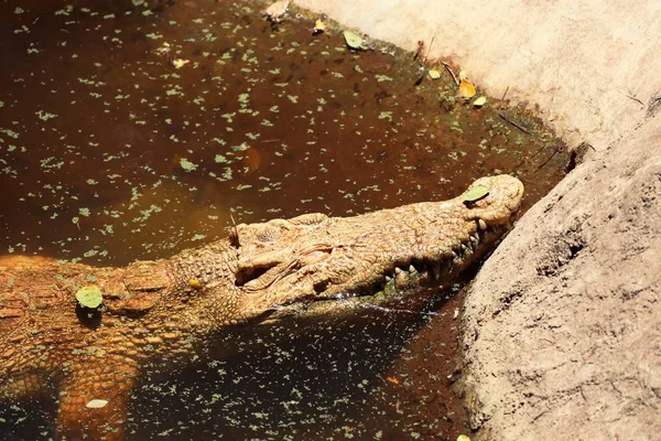 Loro en el zoológico — Foto de Stock