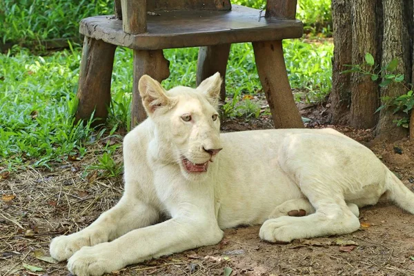 Papoušek v zoo — Stock fotografie