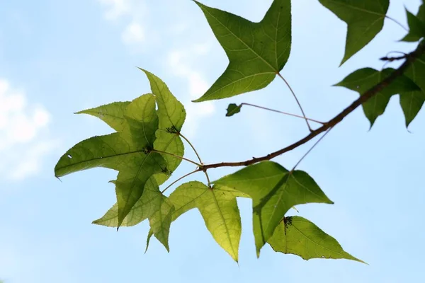 Papegaai in de dierentuin — Stockfoto