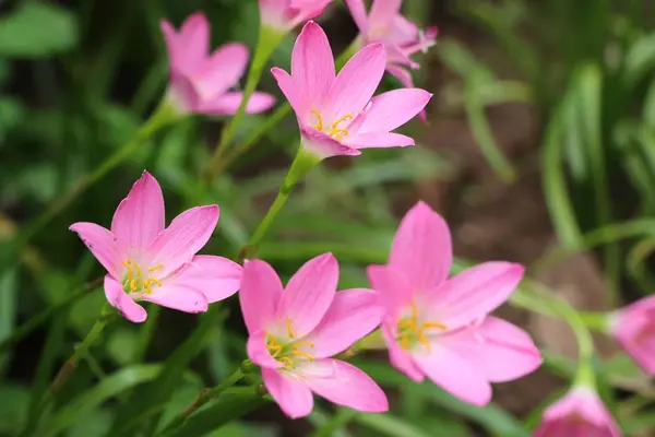 Papegaai in de dierentuin — Stockfoto