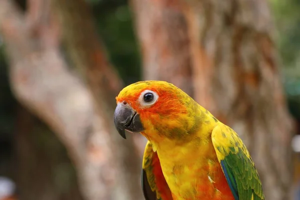 Papagei im Zoo — Stockfoto