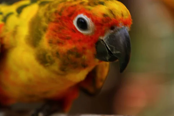 Papagaio no zoológico — Fotografia de Stock