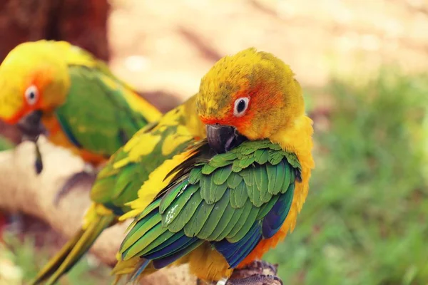 Papagei im Zoo — Stockfoto