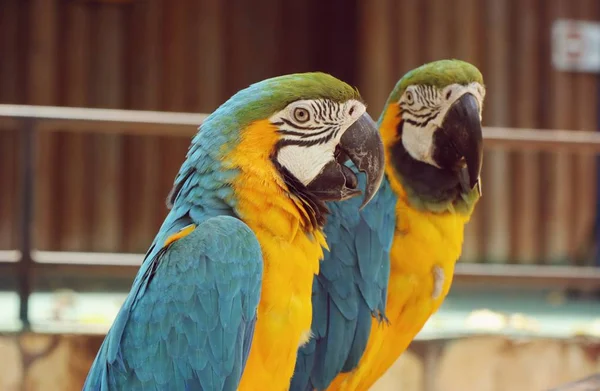 Hayvanat bahçesindeki papağan — Stok fotoğraf