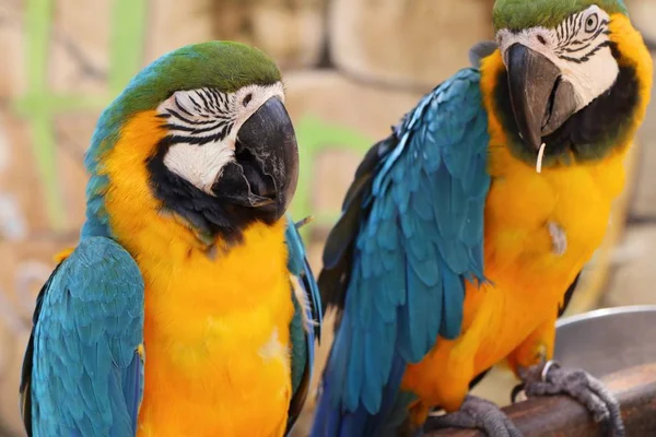 Papagaio no zoológico — Fotografia de Stock