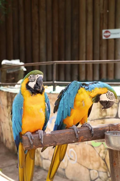 Papagáj az állatkertben — Stock Fotó