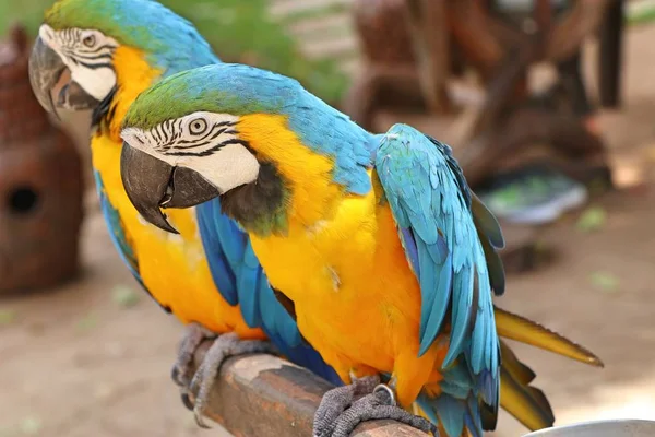 Papagaio no zoológico — Fotografia de Stock