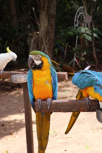 Παπαγάλος στο ζωολογικό κήπο — Φωτογραφία Αρχείου