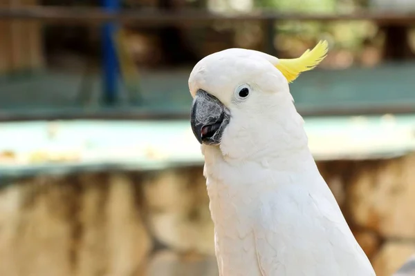 Papagaio no zoológico — Fotografia de Stock