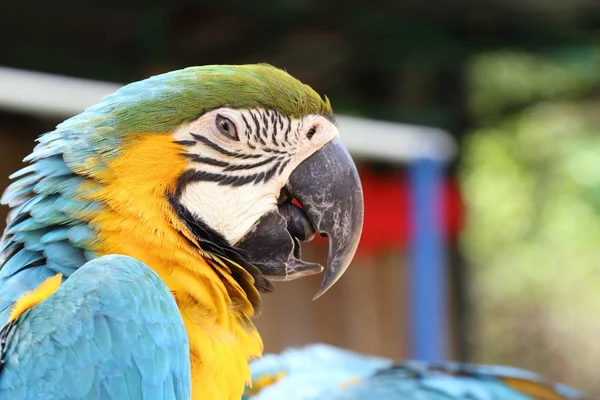 Papagei im Zoo — Stockfoto