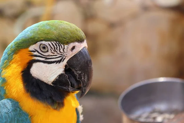 Papagei im Zoo — Stockfoto