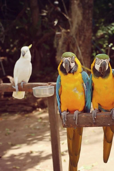 Papagaio no zoológico — Fotografia de Stock