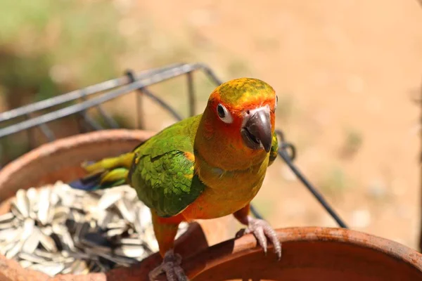 Pappagallo allo zoo — Foto Stock