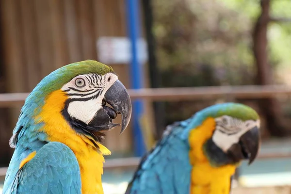 Papagei im Zoo — Stockfoto