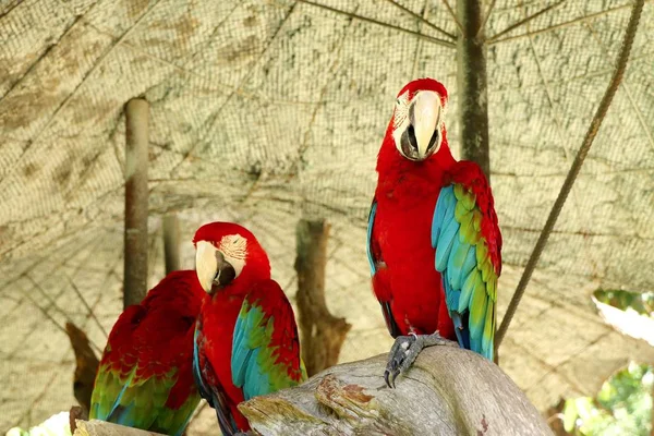Papagáj az állatkertben — Stock Fotó