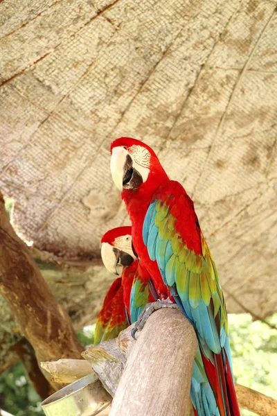 Parrot in the zoo — Stock Photo, Image