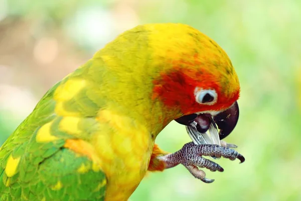Parrot in the zoo — Stock Photo, Image
