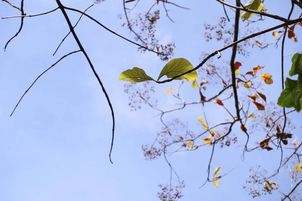 Suszonych liści w przyrodzie — Zdjęcie stockowe