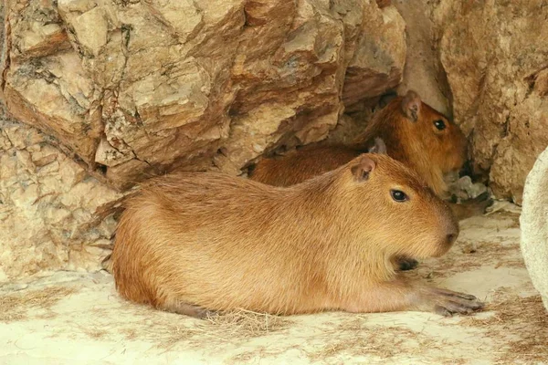 Capibaras en el zoológico — Foto de Stock