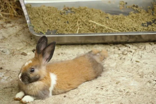 Mini rex κουνέλι στο ζωολογικό κήπο — Φωτογραφία Αρχείου