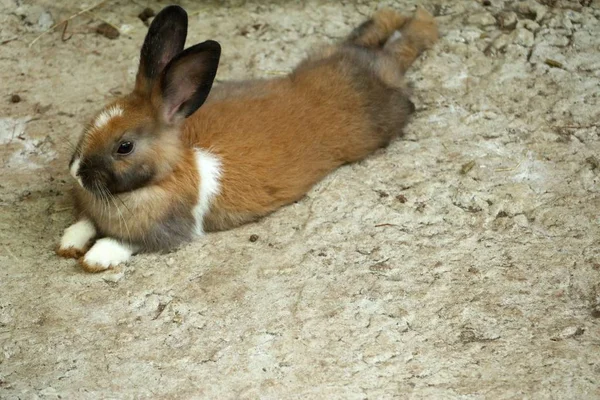 Mini rex rabbit in the zoo — Stock Photo, Image