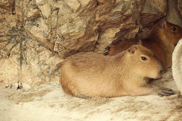 Capibaras en el zoológico — Foto de Stock