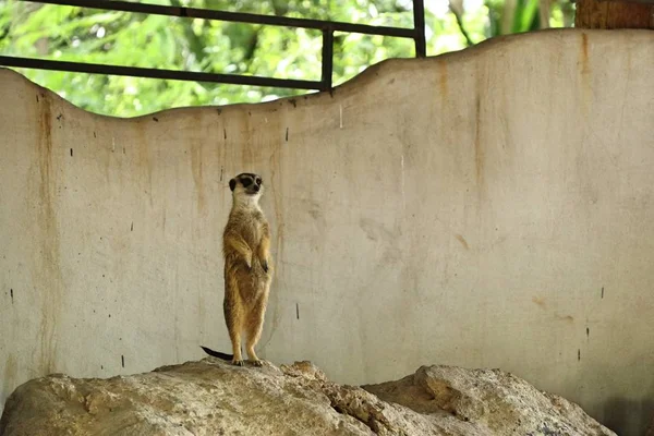 Meerkat dans le zoo — Photo