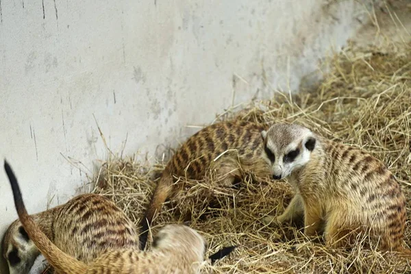 Meerkat dans le zoo — Photo