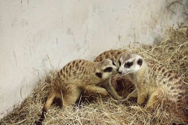 Meerkat i djurparken — Stockfoto