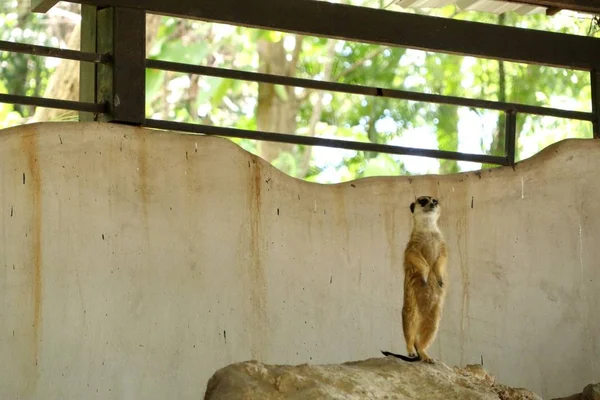 Meerkat dans le zoo — Photo