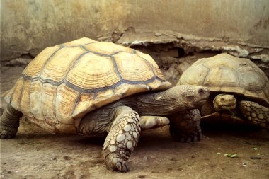 Kaplumbağa Hayvanat Bahçesi