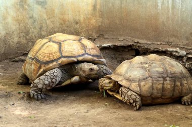 Kaplumbağa Hayvanat Bahçesi