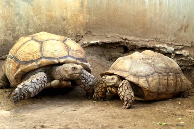 Kaplumbağa Hayvanat Bahçesi