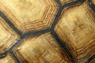 Kaplumbağa Hayvanat Bahçesi