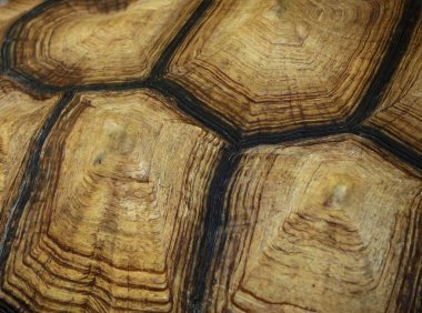 Kaplumbağa Hayvanat Bahçesi