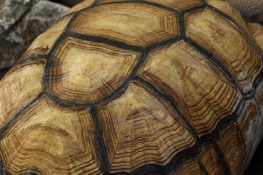 Kaplumbağa Hayvanat Bahçesi