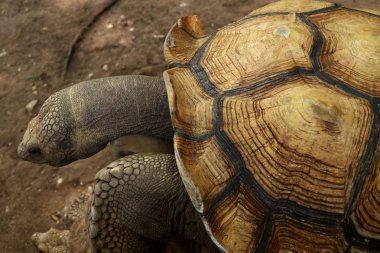 Kaplumbağa Hayvanat Bahçesi