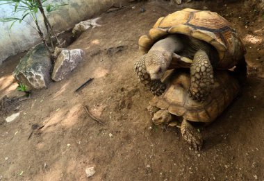 Kaplumbağa Hayvanat Bahçesi