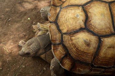 Kaplumbağa Hayvanat Bahçesi