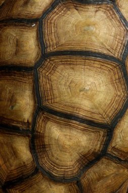 Kaplumbağa Hayvanat Bahçesi