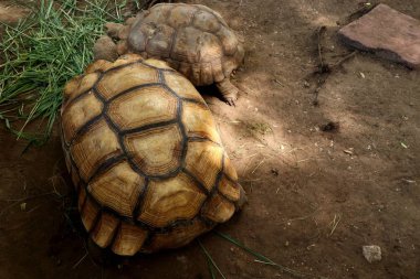 Kaplumbağa Hayvanat Bahçesi