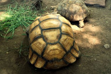 Kaplumbağa Hayvanat Bahçesi