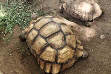 Kaplumbağa Hayvanat Bahçesi