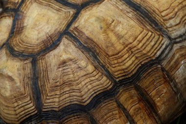 Kaplumbağa Hayvanat Bahçesi