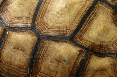 Kaplumbağa Hayvanat Bahçesi