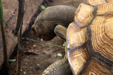 Kaplumbağa Hayvanat Bahçesi