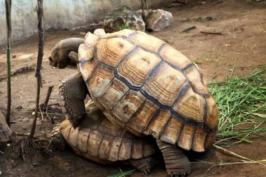 Kaplumbağa Hayvanat Bahçesi